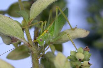 Oak Bush-cricket