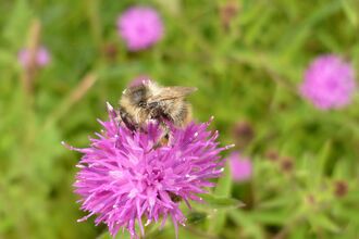 Shrill Carder Bee