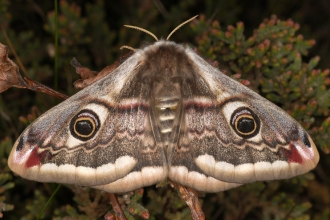 Emperor Moth