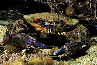 Velvet Swimming Crab