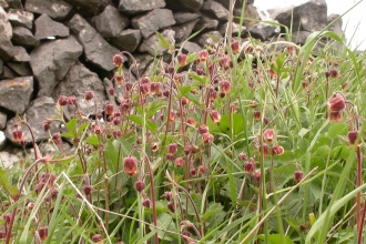 Water Avens