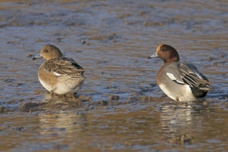 A pair of wigeon stand on a muddy shore