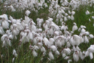 Common Cotton-grass
