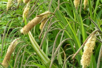 Pendulous Sedge