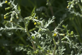 Groundsel