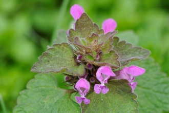 Red Dead-nettle