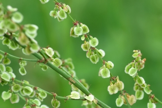 Common Sorrel