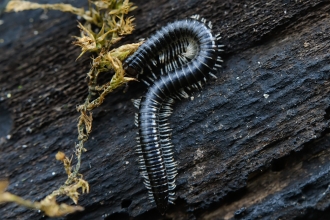 White-legged Snake Millipede