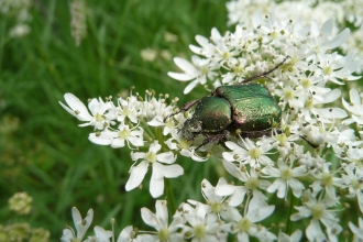 Noble chafer beetle