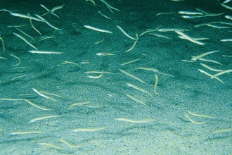 Sand eels