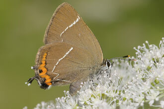 White-letter hairstreak butterfly
