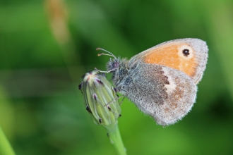 Small heath