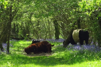 Powerstock Common © Neil Gibson