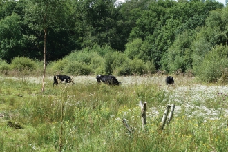 Grazing cattle at Bugden's Meadow