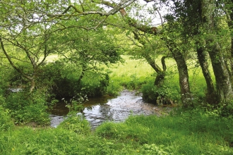 Kingcombe Meadows © J Franklin