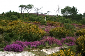 Upton Heath © Tony Bates MBE