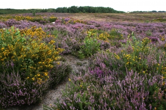 Upton Heath © Tony Bates MBE