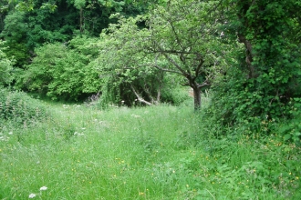 King's Lane Orchard Nature Reserve