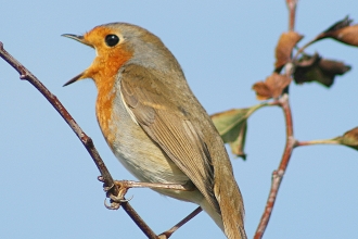 Robin singing © Ken Dolbear MBE 