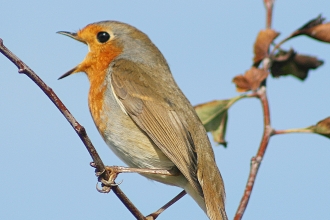 Robin singing © Ken Dolbear MBE