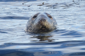 Grey seal © Sarah Hodgson