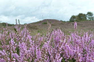 Winfrith and Tadnoll Heath © James Hitchen