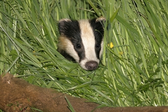 Badger Copyright Wild Stock