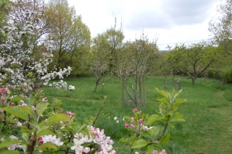 Broadoak Orchard © Stephen Oliver