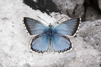 Chalkhill Blue butterfly by Ken Dolbear