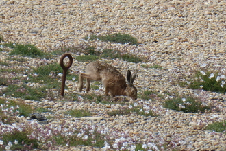 Hare on Chesil Beach © Angela Thomas