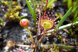 Round-leaved sundew © James Hitchen