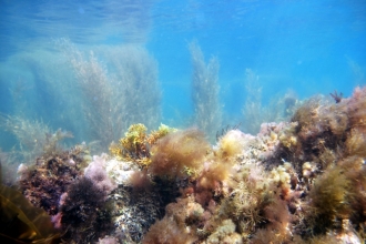 Kimmeridge under the waves © Andy Pearson 