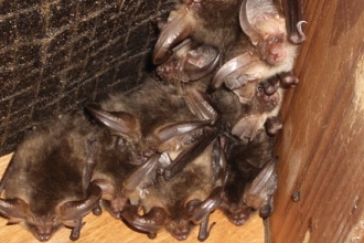 Long Eared Bats by N Brooks