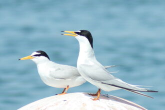 Little Terns at Ferrbybridge © Angela Thomas 