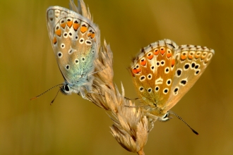 Silver studded blue butterfly © Mark Heighes 