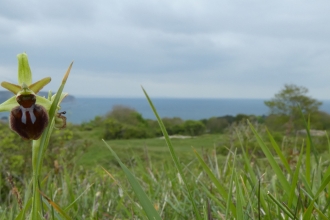 Early spider orchid © James Hitchen