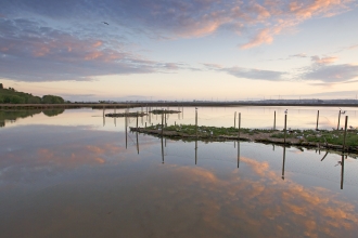 Sandwich Tern islands on Brownsea Island by Paul Williams