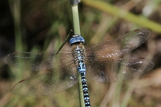 Southern Migrant Hawker © Hamish Murray