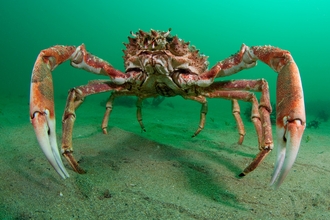 Spider crab © Trevor Rees