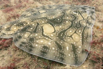 Undulate Ray by Peter Tinsley
