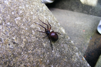 False widow spider © Jane Adams
