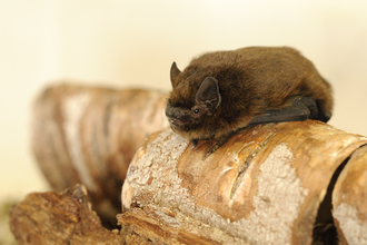 Pipistrelle Bat by Amy Lewis 