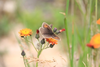 Meadow brown in garden © Katie Wilkinson 