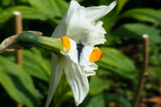 Orange tip butterfly on Daffodil © Jane Adams