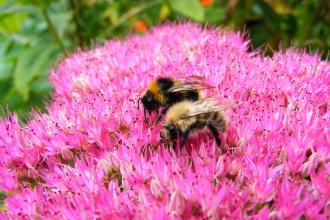 Bumblebees © Jane Adams