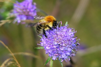 Common carder bee on Devil's-bit scabious © Jane Adams