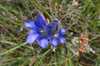Marsh Gentian Photo