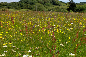 Lorton Meadows Nature Reserve © Pat Jefferies 