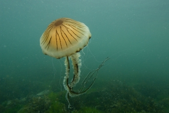Compass jellyfish © Paul Naylor