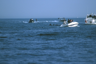 Dolphins and jet skis in Poole Bay © Peter Tinsley